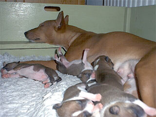 [Viiru och valparna]